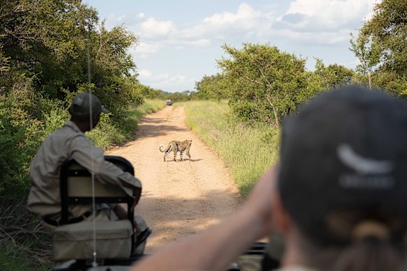 A leopard wanders by.