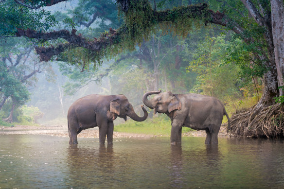 Asian elephants bathe in a forest.