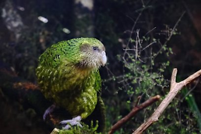 Kakapos are critically endangered in the wild.
