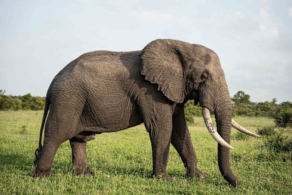 Up close with the elephants.