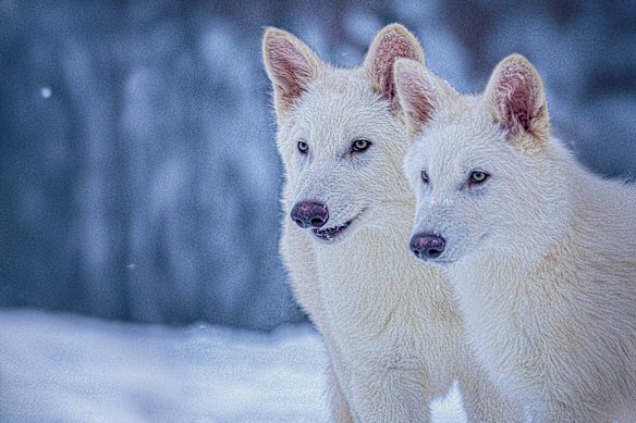 A photo provided by Colossal Biosciences of genetically engineered pups Romulus and Remus.