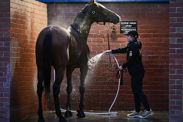 Via Sistina, pictured getting a wash at Moonee Valley on Tuesday morning.