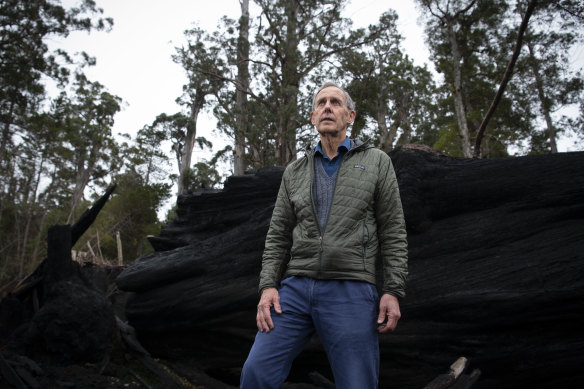 Environmentalist and former Greens leader Bob Brown inspects burnt trees that were once home to swift parrots. 