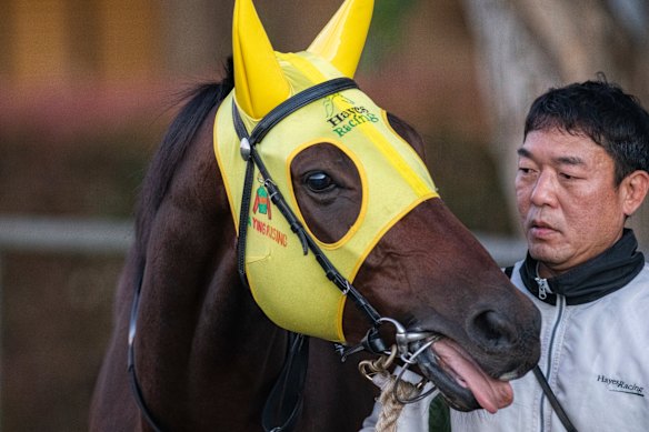 Ka Ying Rising at trackwork on Monday.