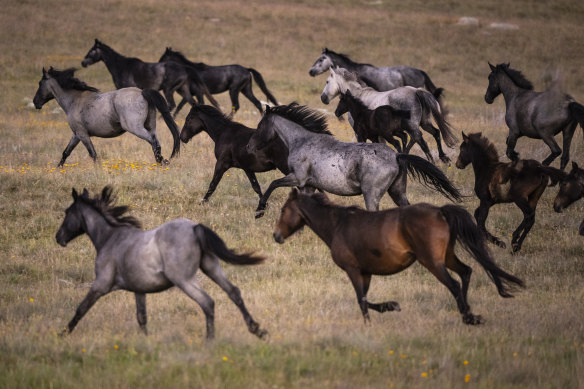 Feral horses, also known as brumbies on the Long Plain, part of the High Plains area in Kosciuszko National Park.