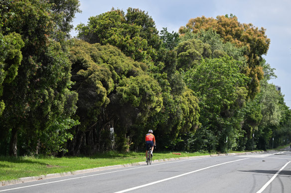 Queens Avenue as it looks today: the trees in the background would all be removed for the three-metre-wide path, with two saplings planted for every tree removed, according to the Level Crossing Removal Authority.