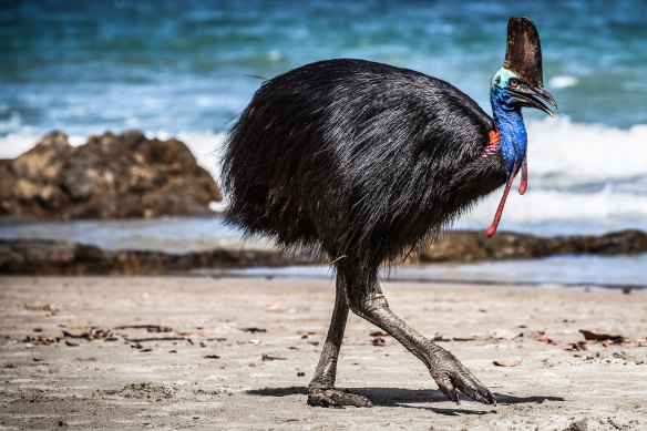 A female cassowary on the beach at Moresby Range National Park.