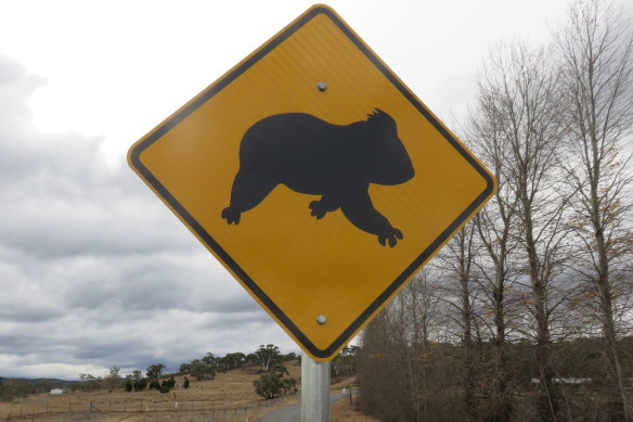 Koala crossing signs have been installed between Canberra and Cooma.