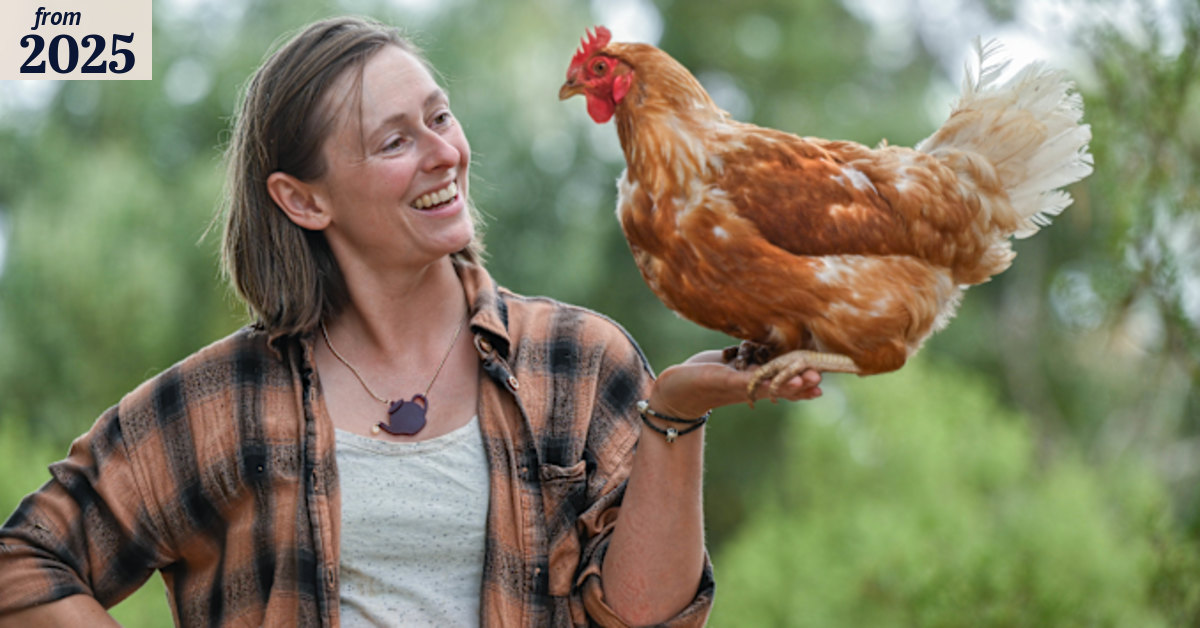 Train your chicken: Yes you can, and there are classes