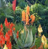 The beauty of aloes