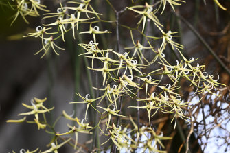 Bridal Veil Orchid, or a rat’s tail orchid at Royal Botanical Garden in Sydney.