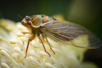 A recently emerged greengrocer cicada - also known as a masked devil or yellow Monday - rests on a white Waratah flower near Mt Wilson in the Blue Mountains.