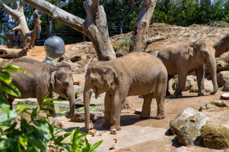 Melbourne Zoo will begin restricting access to some animals such as elephants to prevent the spread of foot and mouth disease. 