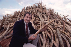 Richard Leakey with a pile of elephant ivory, confiscated by the Kenyan government and due to be burnt in April 1989.