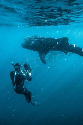 Cameraman Jon Shaw films a whale shark at Ningaloo Reef.