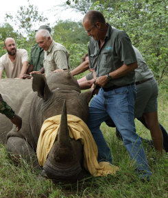 Living part of the year in South Africa, Phil Liggett has become passionate about raising funds to save the rhino. 