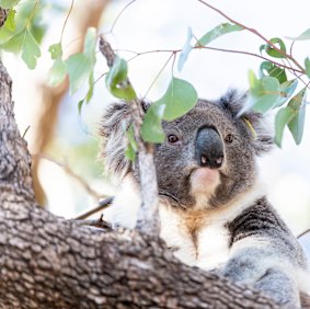 A koala in Gunndedah in 2018.