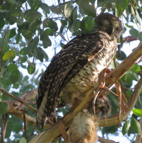 A powerful owl Ann McGregor saw with its prey, a possum, at Coburg East.