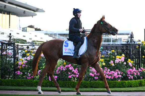 Melbourne Cup favourite Vauban.