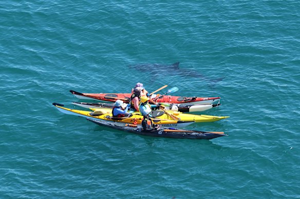 Kayakers get a bit too close for comfort to a great white shark at Hillarys Dog Beach this morning.