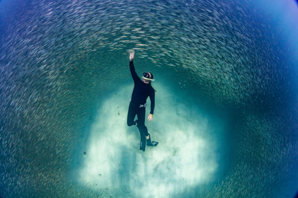 Winton in a bait ball at Coral Bay.