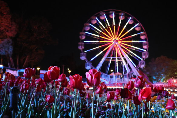 Floriade after dark … Vivid-style illuminations enhance the spring bloom displays.