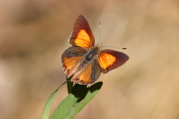 The Eltham copper butterfly is found only at several sites around Eltham and in isolated spots in Castlemaine, Bendigo and Kiata, near Nhill.