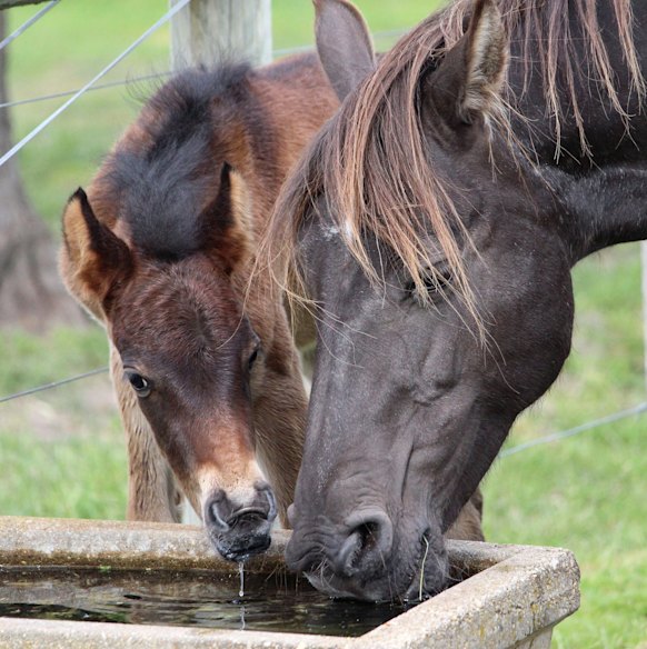 Brumby mare and foal
