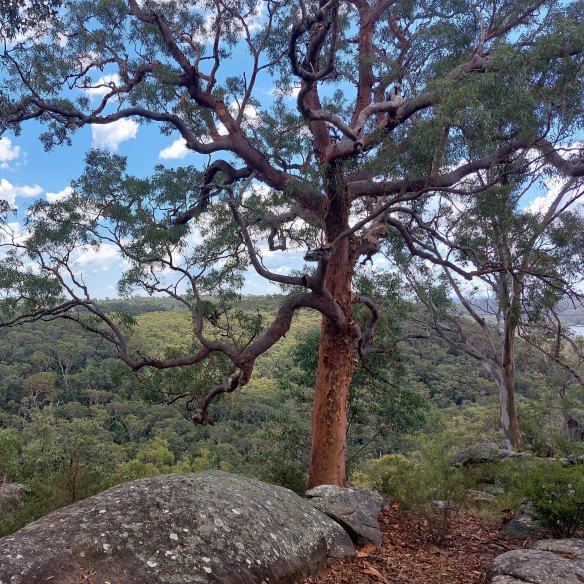 Let’s let trees be.