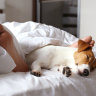 Does ‘dogsomnia’ keep you up at night?