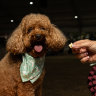 How oodles took over Australia … and the Royal Easter Show