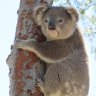 More than gum leaves on the menu for the Monaro's koalas