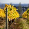 A one-stop shop of good wine, food and accommodation.