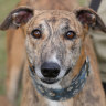 State-sanctioned cruelty to greyhounds needs to stop