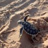 Female hatchlings can grow to weigh between 50kg and 125kg.