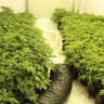Leafy north shore: Two charged as police allegedly seize 600 cannabis plants