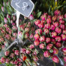 Shortages and price hikes mean every rose has a thorny price tag