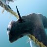 Tribunal hears call to shake-up Queensland shark cull policy