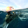 Whale calf 'enveloped' in Queensland shark net renews calls for change