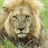 Lion attack.