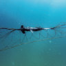 Would you swim at a Sydney beach without a shark net?