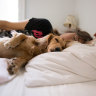Dog tired: how pets are taking over our beds