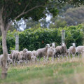 Sheep at Glenarty Road farm and cellar door in Karridale.