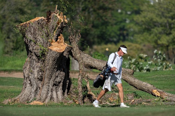 Lunedì un giocatore di golf passa davanti al ceppo di un grande albero all'East Potomac Golf Links.