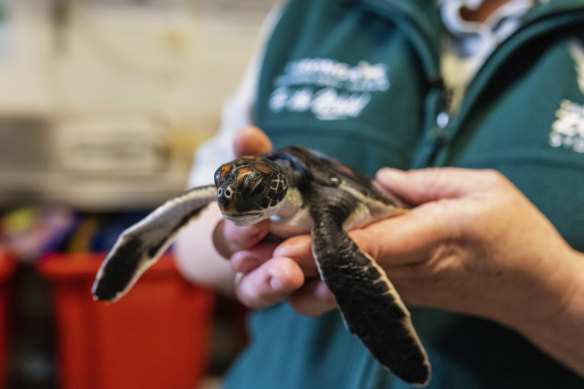 Tamar the green turtle hatchling was pooping plastic for six days after he was found. 