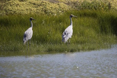 A pair of brolgas at the plant.