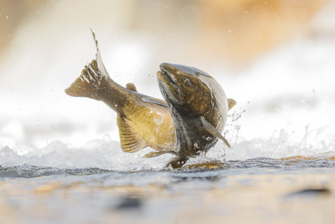 In saving salmon, we are desperately trying to redeem the original sin of upsetting nature’s balance. 