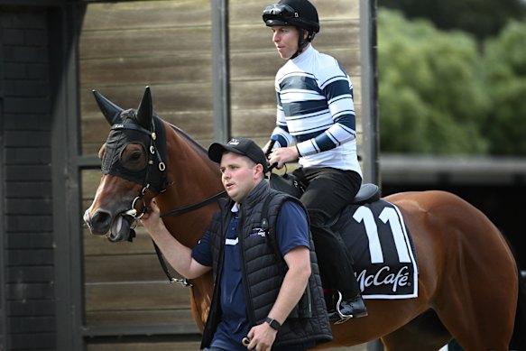 Matt Hoysted leads out Uncommon James for a track gallop with Damian Lane in the saddle.