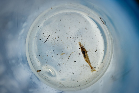 A freshwater prawn caught upstream from the pollution plume. None were located within the contaminated area.