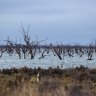 Water watchdog has big Riverina irrigator in its sights over diversion